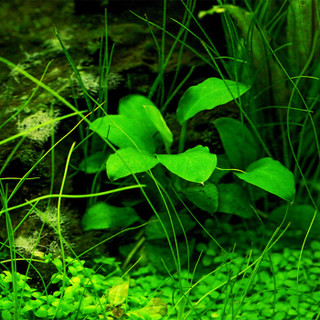 疯狂水草 活体水草 鱼缸造景装饰  水族箱中景真水草 绿温蒂 约2颗