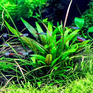 疯狂水草 活体水草 鱼缸造景装饰  水族箱中景真水草 绿温蒂 约2颗