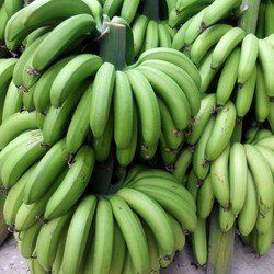新鲜现摘青香蕉 5斤 单果80-250g