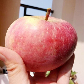 韩塬金太阳 冰糖心丑苹果 8.5斤