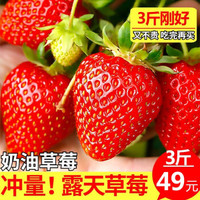 大凉山露天牛奶草莓3斤装 新鲜水果奶油草莓