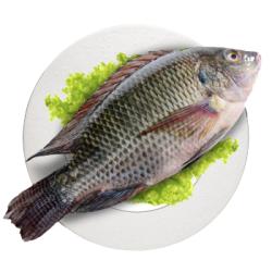 罗非鱼 鲫鱼罗非鱼冰冻鲫鱼 约250g/条 新鲜鱼肉 冷冻发出 5条装