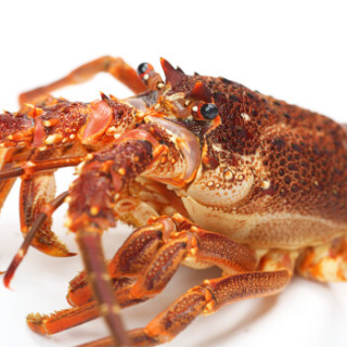 味库wecook 南非鲜活龙虾 200-300克 1只