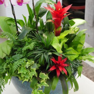 世纪奥桥 满庭芳年宵花卉 蝴蝶兰红掌粉掌仙客来花卉绿植组合盆栽