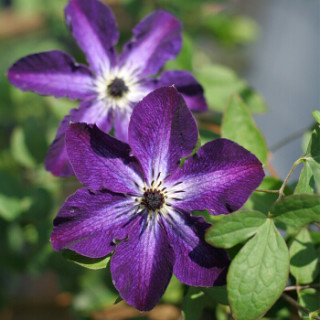 虹越铁线莲苗p9神秘面纱1年生花色鲜艳适合盆栽单瓣意大利型