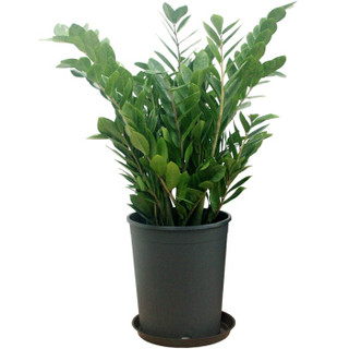 花七休大金钱树 高约70cm 黑色塑料花盆含托盘绿萝盆栽办公居家花卉绿植客厅阳台室内大型植物盆景 报价价格评测怎么样 什么值得买 花七休大金钱树 高约70cm 黑色塑料花盆含托盘绿萝盆栽办公居家花卉绿植客厅阳台室内大型植物盆景 报价价格评测怎么样 什么值得买