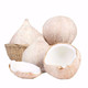 海南椰子 椰皇椰白  8个装单个约1.3斤