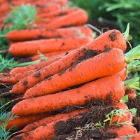 移动专享：柠七 农家现挖红萝卜 10斤