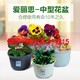 爱丽思中钵10号花盆3个，折22.67/个 *3件
