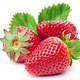 结果盆栽奶油草莓幼苗 10棵 不含盆