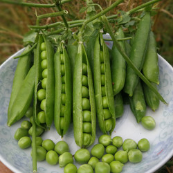 云南新鲜豌豆甜脆豌豆水果豌豆青豌豆甜豆农家种植现摘现发5斤装 *2件