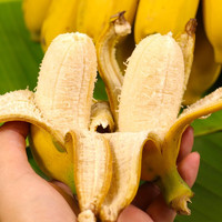 广西小米蕉 糯米蕉 青香蕉 2斤装 *4件