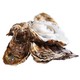 生蚝鲜活即食带壳一箱海鲜水产乳山特大海蛎子牡蛎新鲜生蚝肉贝壳
