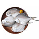 彩添 银鲳鱼海鲜整箱 5斤装(每斤6-8条)