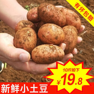 新鲜土豆 云南红皮黄心小洋芋马铃薯火锅食材新鲜蔬菜 小土豆10斤