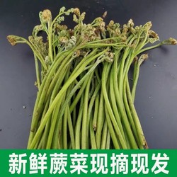 新鲜野生蕨菜5斤