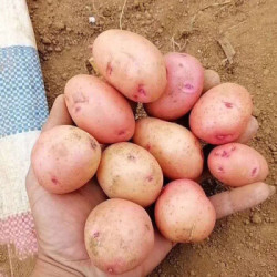 云南高山红皮小土豆山芋马铃薯10斤带箱