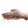 蓝鳍海产 活冻黑虎虾 400g（大号 约23g/头 14-16头）