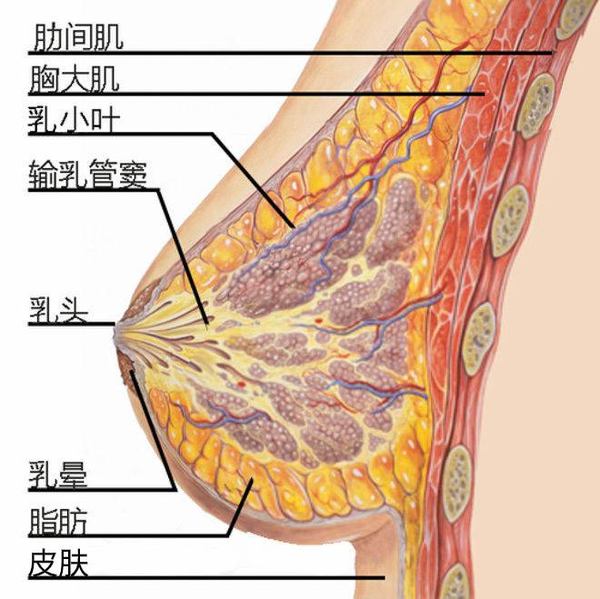 女性健康研究所：丰胸化吉，猪蹄不仅不能丰胸还会变胖哦~