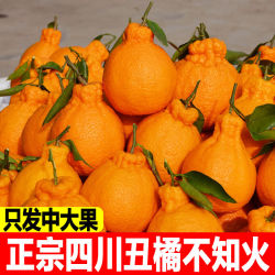 四川丑橘不知火2斤现摘现发新鲜