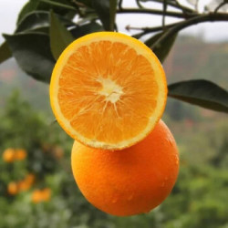 畅村苑 重庆奉节脐橙 整箱5斤装 *2件