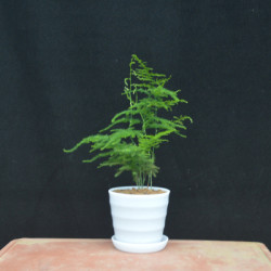 韵沃 办公室绿植文竹 10~15cm(含螺纹盆)