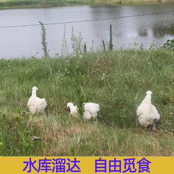 民大农牧 三峡农家散养乌鸡 1.8斤