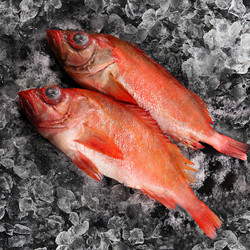 久久捌 大西洋红鱼 深海石斑鱼冷冻海鲜水产（250g-300g）/条*6条