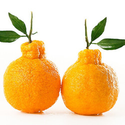 四川不知火丑橘 当季新鲜水果丑八怪橘子 不知火丑柑 丑橘 5斤大果