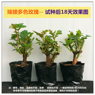 玫瑰花苗四季开花大花绿植物盆栽室内外花卉观花庭院阳台蔷薇月季 红玫瑰