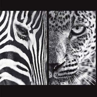 后浪  自然的影调 范登伯格非洲草原动物自然风光摄影集艺术画册书籍qf