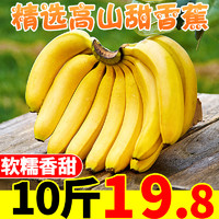 高山甜大 香蕉10斤