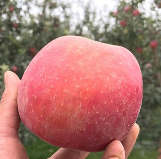 川情浓 丑苹果 3kg 单个80~90mm