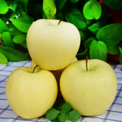 烟台栖霞 红富士黄元帅苹果 精选装 5斤