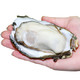 鲜博汇 鲜活程村生蚝牡蛎 2.5kg L规格 （20-25个）+凑单品