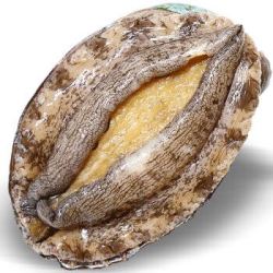 渔公码头鲜活冷冻大连鲍鱼海鲜水产火锅食材500g1516头4件