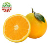秭归夏橙 橙子 新鲜水果 5斤