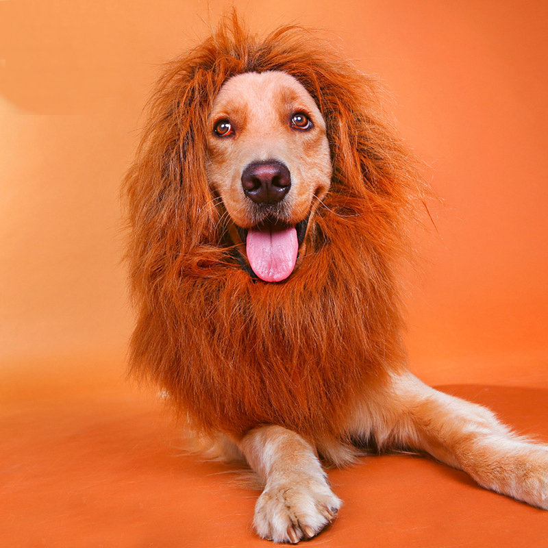 hoopet华元宠具宠物用金毛狮子头套小型犬猫咪专用s号