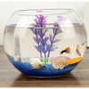 鱼之家 宠物水族 球型玻璃鱼缸 20cm腰径 送彩石+渔捞