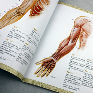  《人体经络穴位标准大图册+经络穴位速记手册》（真人全彩版2册）