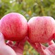 陕西洛川红富士苹果 一级果径80-100mm 5斤装