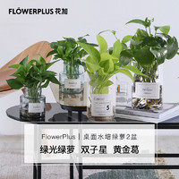 flowerplus 花加 水培双子星绿萝盆栽 两盆装+花瓶