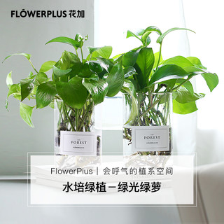 flowerplus 花加 水培双子星绿萝盆栽 两盆装+花瓶