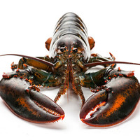 北纬五十度 波士顿龙虾