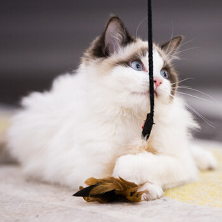 GiGwi 贵为 猫咪用品猫咪玩具高品质魔力逗猫棒-舞动（毛绒）猫棍