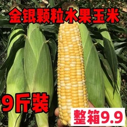 云南特产  新鲜玉米  3斤