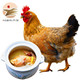  黄油老母鸡散养土鸡净重约2.5斤 *2件　