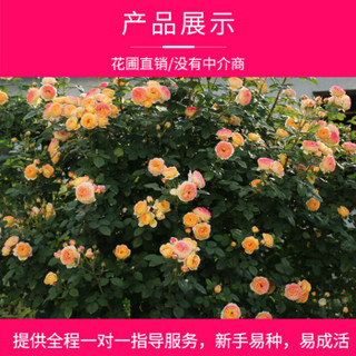 鑫果藤本月季花苗爬藤蔷薇庭院爬墙植物四季开花阳台室内浓香花卉