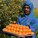 逸知鲜 巴基斯坦进口橘子 金诺柑橘 1kg