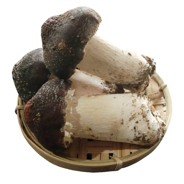 【云依禾农庄蔬菜】云依禾农庄 新鲜赤松茸 1000g